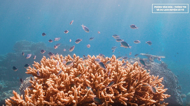 La mer autour de l'île de Thanh Lân renferme une biodiversité avec des écosystèmes typiques des mers tropicales, y compris de riches écosystèmes de récifs coralliens. Photo : baoquocte.vn