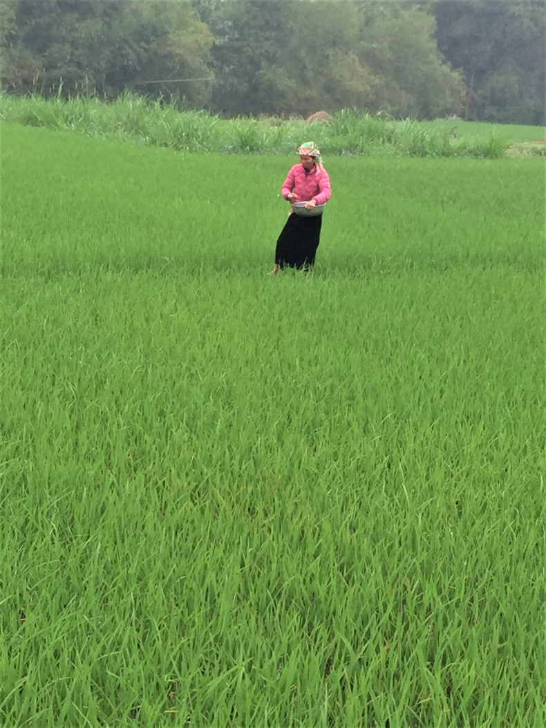 Les champs de Muong Lo. Photo : Dô Tuê/NDEL. Les champs de Muong Lo. Photo : Dô Tuê/NDEL.