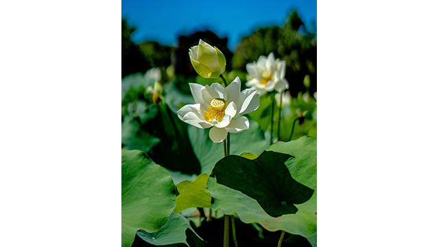 Après une période d'absence, la variété de lotus « Sen Ngu » a été plantée avec succès dans les terrains intérieurs de la citadelle de Huê et du lac Tinh Tâm. Photo : Comité d'organisation de la fête du lotus de Huê. Après une période d'absence, la variété de lotus « Sen Ngu » a été plantée avec succès dans les terrains intérieurs de la citadelle de Huê et du lac Tinh Tâm. Photo : Comité d'organisation de la fête du lotus de Huê.