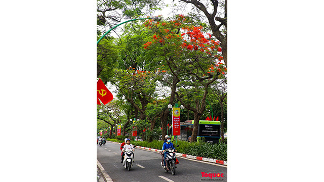 Les flamboyants fleurissent le long de la rue de Thanh Niên. Photo : toquoc.vn Les flamboyants fleurissent le long de la rue de Thanh Niên. Photo : toquoc.vn