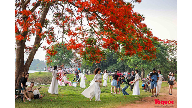 Le week-end, un grand nombre de jeunes afflue vers la lagune de Vân Tri pour prendre des belles photos avec des fleurs de flamboyants. Photo : toquoc.vn Le week-end, un grand nombre de jeunes afflue vers la lagune de Vân Tri pour prendre des belles photos avec des fleurs de flamboyants. Photo : toquoc.vn