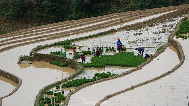 En 2020, les rizières en terrasses de Mù Cang Chai ont été classés site national spécial. Photo: tienphong.vn En 2020, les rizières en terrasses de Mù Cang Chai ont été classés site national spécial. Photo: tienphong.vn