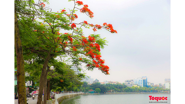 La saison des fleurs de flamboyants rouges à Hanoi ảnh 8 La saison des fleurs de flamboyants rouges à Hanoi ảnh 8