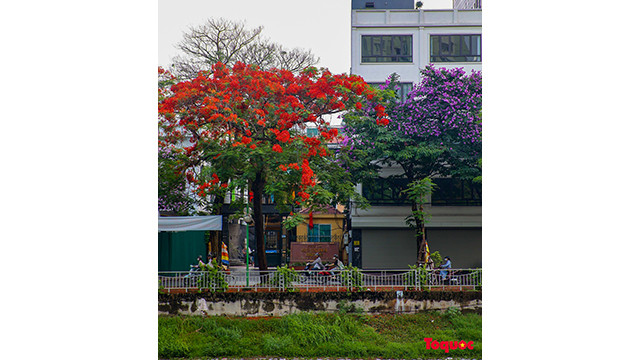 La saison des fleurs de flamboyants rouges à Hanoi ảnh 12 La saison des fleurs de flamboyants rouges à Hanoi ảnh 12