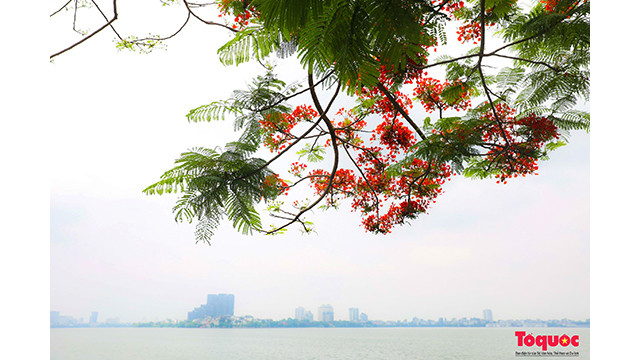 Les flamboyants au lac de l’Ouest fleurissent depuis le début du mois de mai, la période la plus fleurie est la fin du mois de mai. Photo : toquoc.vn Les flamboyants au lac de l’Ouest fleurissent depuis le début du mois de mai, la période la plus fleurie est la fin du mois de mai. Photo : toquoc.vn