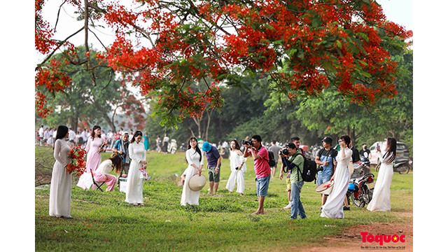 De nombreux photographes s’y réunissent pour capturer les plus beaux moments des flamboyants. Photo : toquoc.vn De nombreux photographes s’y réunissent pour capturer les plus beaux moments des flamboyants. Photo : toquoc.vn