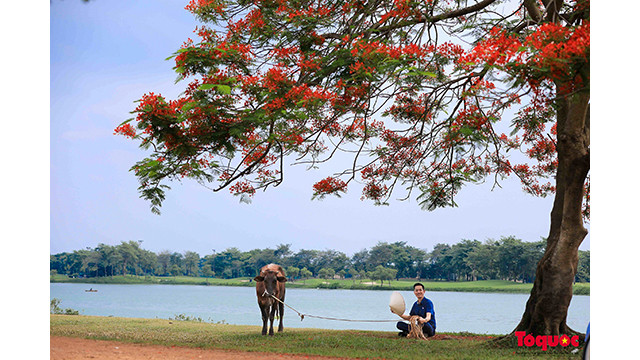 L’atmosphère paisible du lac Vân Tri, avec ses fleurs de flamboyants rouges, est loin de l’agitation du centre-ville. Photo : toquoc.vn L’atmosphère paisible du lac Vân Tri, avec ses fleurs de flamboyants rouges, est loin de l’agitation du centre-ville. Photo : toquoc.vn