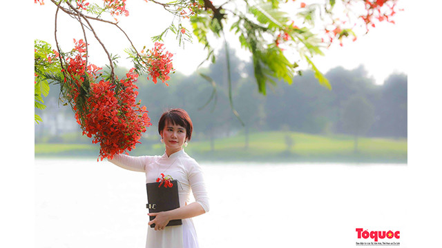 Une touriste a choisi un ao dai blanc (tunique traditionnelle vietnamienne) pour capter de beaux moments avec les fleurs de flamboyants rouges. Photo : toquoc.vn Une touriste a choisi un ao dai blanc (tunique traditionnelle vietnamienne) pour capter de beaux moments avec les fleurs de flamboyants rouges. Photo : toquoc.vn
