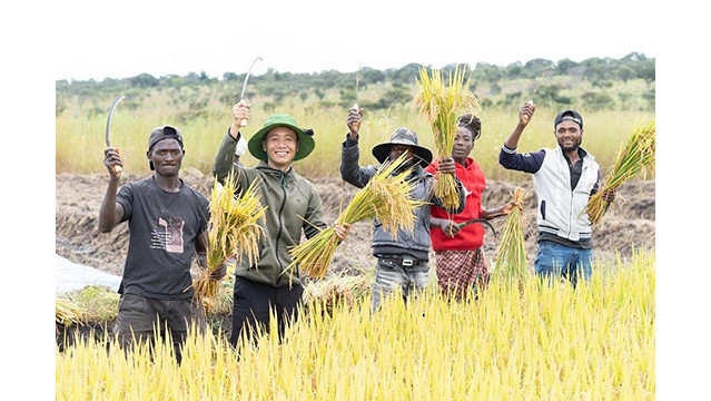 Les gens récoltent le riz et tiennent dans leurs mains les fruits qu'ils avaient semés. Photo : baoquocte.vn Les gens récoltent le riz et tiennent dans leurs mains les fruits qu'ils avaient semés. Photo : baoquocte.vn