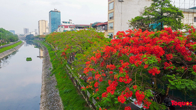 La saison des fleurs de flamboyants rouges à Hanoi ảnh 11 La saison des fleurs de flamboyants rouges à Hanoi ảnh 11
