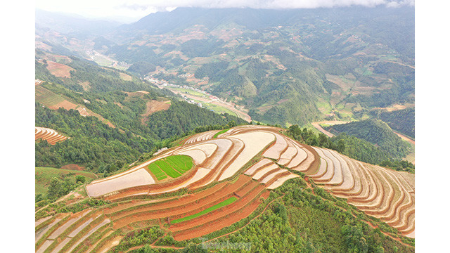 Les rizières nouvellement plantées sont vertes, entrelacés de lits de terre brune scintillant d'eau. Photo: tienphong.vn Les rizières nouvellement plantées sont vertes, entrelacés de lits de terre brune scintillant d'eau. Photo: tienphong.vn
