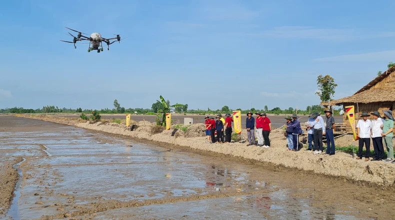 La production de riz selon le modèle de culture alternée inondée-sèche sera mise en œuvre dans le district de Châu Thành A. Photo : nhandan.vn
