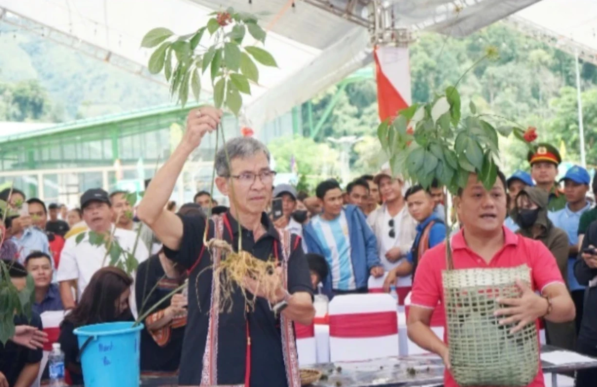 Le ginseng Ngoc Linh est reconnu comme le « Trésor national ». Photo: NDEL