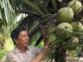 Le cocotier constitue la culture phare de la province de Vinh Long et représente une source importante de revenus à l’exportation. 