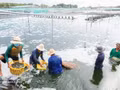 Récolte de crevettes à Ca Mau. Photo : VNA.