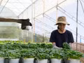 Récolte de légumes dans une exploitation agricole sous serre certifiée VietGAP à Da Lat, destinés aux marchés national et international. Photo : VNA.
