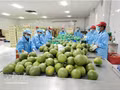Les conditions naturelles favorables et la haute qualité des fruits font du pomelo à chair verte un produit agricole stratégique pour la région. Photo : VNA.