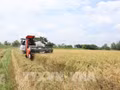 Des solutions diversifiées pour réduire les émissions de méthane dans les cultures agricoles. Photo : Thu Hiên/VNA.