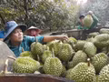 Le durian vietnamien s'ouvre les portes d’un marché de 1,4 milliard d’habitants. Photo : VNA.