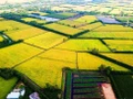 Le Vietnam et le Japon renforcent leur coopération dans le cadre du projet d’un million d’hectares de riz à faibles émissions dans le delta du Mékong