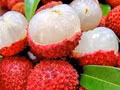 Litchi Vietnamien: Affirmation de sa 2ème position mondiale au milieu des défis.