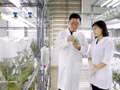 La société par actions Thai Binh Seed Group est l'une des principales entreprises de semences végétales au Vietnam, propriétaire des droits d'auteur de 30 variétés de plantes et de trois usines aux normes internationales. Photo : VNA