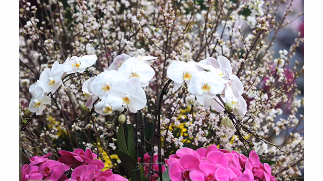 20 000 branches de fleurs de cerisier au jardin du Ri Ly Thai Tô ảnh 5