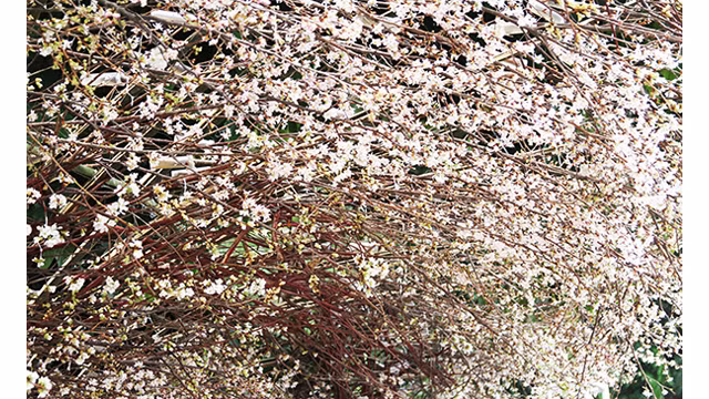 20 000 branches de fleurs de cerisier au jardin du Ri Ly Thai Tô ảnh 2