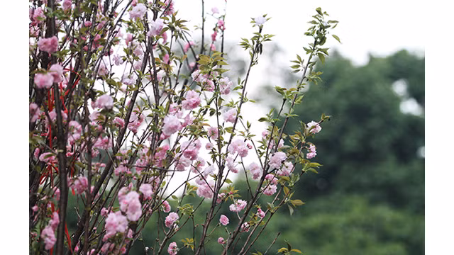 20 000 branches de fleurs de cerisier au jardin du Ri Ly Thai Tô ảnh 10