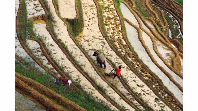  Visiter des rizières en gradin à la saison de repiquage des plants de riz ảnh 7