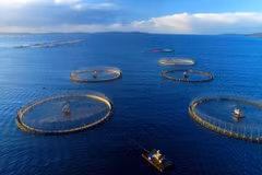 Renforcer la protection de l’environnement dans le secteur de l’aquaculture