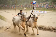 La fête des courses de bœufs de Chua Ro, dans la province d’An Giang (Sud). Photo : znews.vn