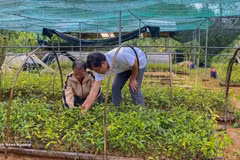 La combinaison de l’agriculture, de la transformation des produits et de l’écotourisme ouvre de nouvelles perspectives de développement pour les zones montagneuses de Da Nang. Photo : VNA.