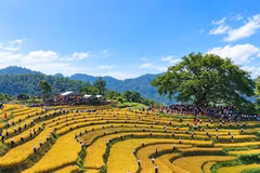 La beauté du hameau de Mung, dans la commune de Cao Phong, province de Phu Tho, pendant la saison du riz mûr. Photo : NDEL.