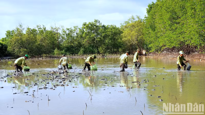 Les gardes forestiers de la province de Ca Mau participent à la plantation de forêts de mangroves dans les zones côtières. Photo : NDEL