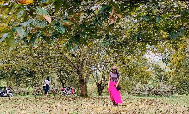 À Trùng Khanh, chaque saison a sa propre beauté. Mais en automne, les rizières dorées contrastant avec les forêts de châtaigniers rendent Trùng Khanh encore plus belle. Les visiteurs peuvent prendre des photos dans les jardins de châtaigniers. À Trùng Khanh, chaque saison a sa propre beauté. Mais en automne, les rizières dorées contrastant avec les forêts de châtaigniers rendent Trùng Khanh encore plus belle. Les visiteurs peuvent prendre des photos dans les jardins de châtaigniers.