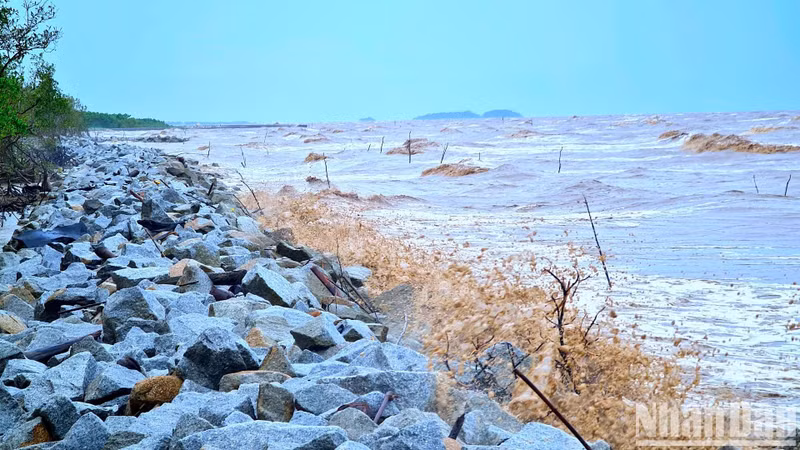 Entre 2011 et 2023, Ca Mau a perdu plus de 6 000 hectares de forêts de mangrove, tandis que 190 km de ses 254 km de littoral souffrent d'érosion sous de nombreuses formes différentes. Photo : NDEL