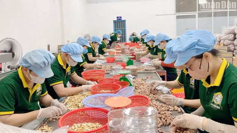 Transformation des noix de cajou dans une usine de Binh Phuoc. Photo: NDEL. Transformation des noix de cajou dans une usine de Binh Phuoc. Photo: NDEL.
