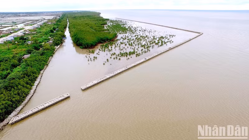 La construction des digues de protection côtière contribuent de manière importante à protéger la vie et les biens de la population locale, à garder des dizaines de milliers d'hectares de terres côtières contre l'intrusion d'eau salée, ainsi qu’à restaurer plus de 1 000 hectares de forêts de protection côtière. Photo : NDEL