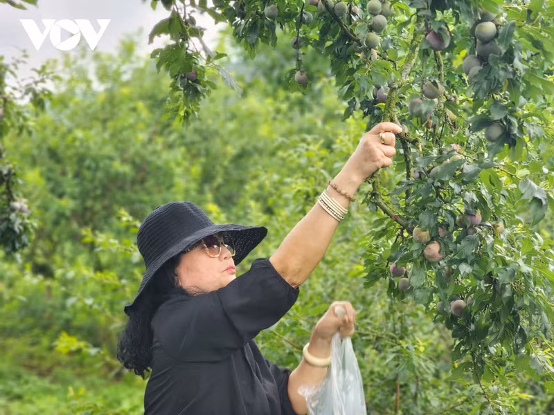 Outre la vente en gros, plusieurs vergers de pruniers proposent aussi du tourisme communautaire. Les visiteurs sont invités à venir cueillir directement les prunes avec la population locale. Photo: VOV. Outre la vente en gros, plusieurs vergers de pruniers proposent aussi du tourisme communautaire. Les visiteurs sont invités à venir cueillir directement les prunes avec la population locale. Photo: VOV.