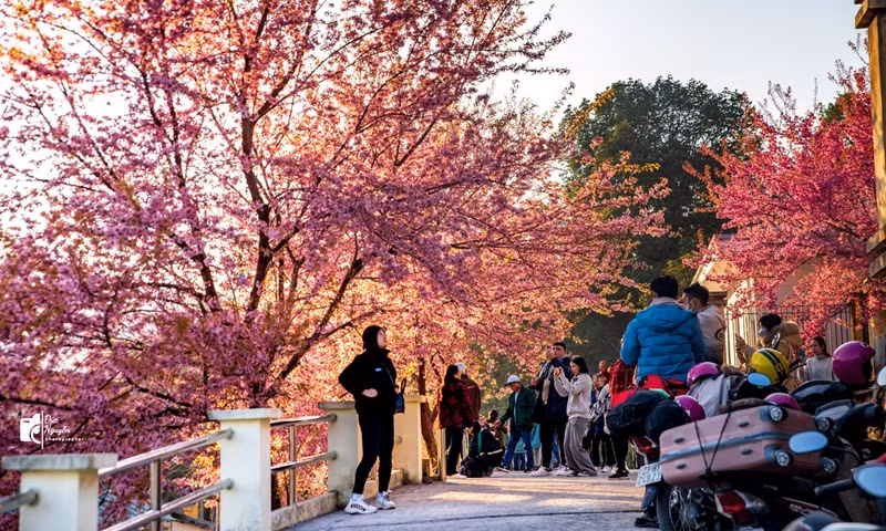 L’endroit le plus attrayant du district de Dông Van ces jours-ci est le poste de garde-frontière de Lung Cu où une dizaine de cerisiers sont en pleine floraison. Les fleurs rose vif sous le soleil attirent de nombreux touristes amateurs de photos. Photo : Nguyên Sy Duc.