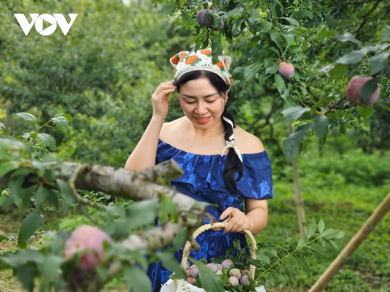 Les jardins de pruniers vieux de près de 30 ans créent des scènes magnifiques pour ceux qui aiment prendre des photos. Photo: VOV. Les jardins de pruniers vieux de près de 30 ans créent des scènes magnifiques pour ceux qui aiment prendre des photos. Photo: VOV.