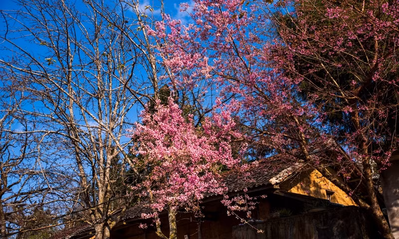 La couleur rose des fleurs de cerisier à côté des anciennes maisons est typique de la beauté hivernale d’Hà Giang. Les visiteurs peuvent découvrir cette scène en venant au village de Then Pa, commune de Lung Cu (dans la photo) ou au manoir de la famille Vuong, dans la commune de Sa Phin, également dans le district de Dông Van. Photo : Nguyên Sy Duc.