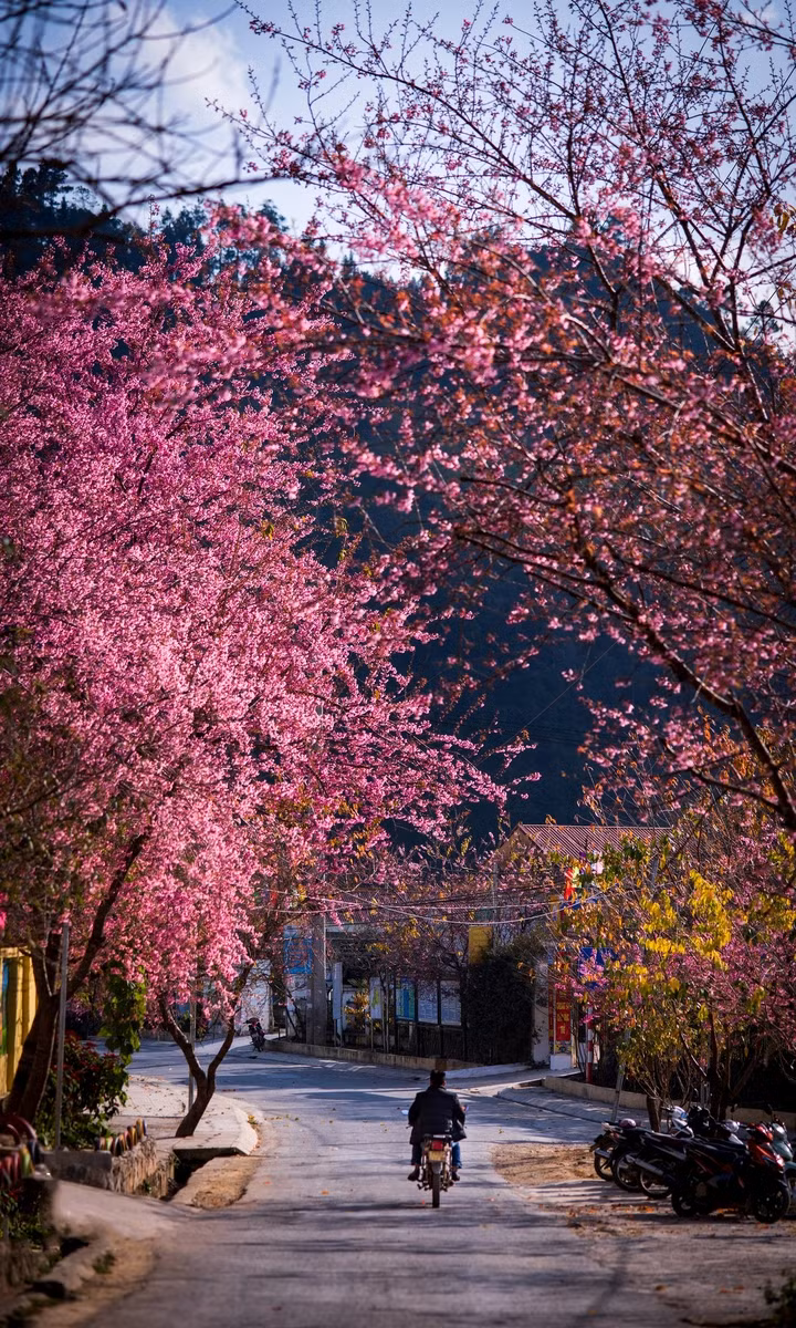 Les visiteurs peuvent également facilement voir des cerisiers rose vif lorsqu'ils conduisent sur les routes de la ville de Dông Van, commune de Ma Le (dans la photo), commune de Lung Cu. La plupart des cerisiers poussent et fleurissent ici naturellement. Photo : Nguyên Sy Duc.