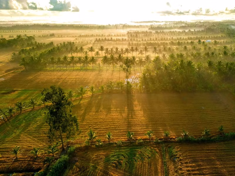 Alors que le soleil se lève, une fine couche de brume plane encore sur les champs de la commune de Thanh My. Photo : VnExpress.