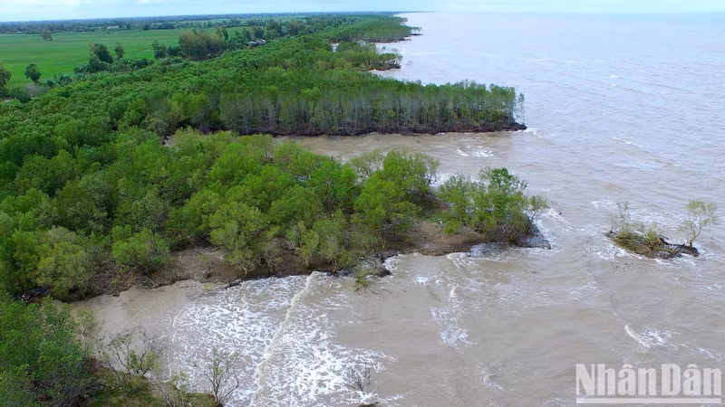 Au cours des 10 dernières années, la province de Ca Mau a été gravement touchée par l'érosion, qui a causé des dommages importants à ses forêts de mangroves. Photo : NDEL