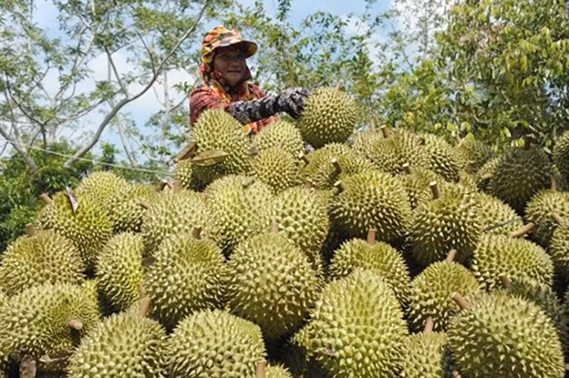 Les produits agricoles vietnamiens sont également de plus en plus exportés et vendus sur le marché chinois", a déclaré le professeur Xu Li Ping. Photo: tapchitaichinh. Les produits agricoles vietnamiens sont également de plus en plus exportés et vendus sur le marché chinois", a déclaré le professeur Xu Li Ping. Photo: tapchitaichinh.