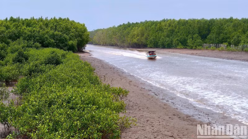 La province de Ca Mau doit faire face à de nombreux défis dus au changement climatique, dont les glissements de terrain côtiers et l'érosion littorale. Photo : NDEL