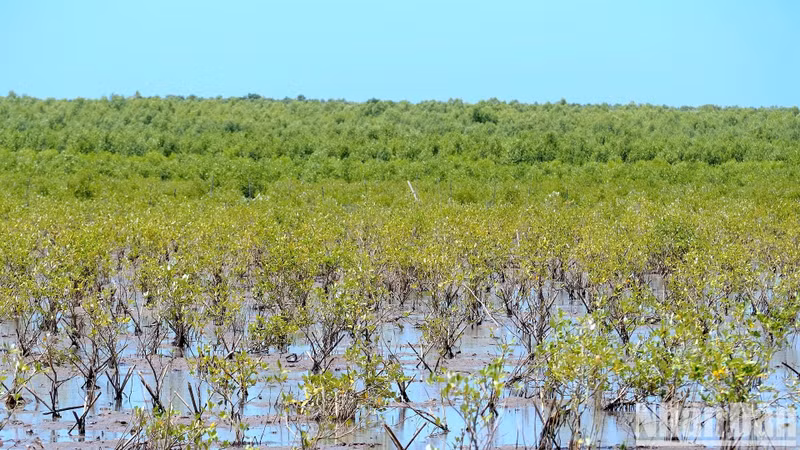 La majorité de cette superficie appartient à la Réserve mondiale de biosphère de Cà Mau, avec des espèces endémiques telles que le palétuvier noir, le palétuvier blanc, l’avicennia, le palétuvier gris, les melaleucas ou encore le palmier nipa. Photo : NDEL