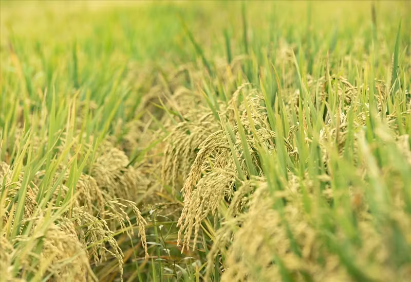 Célèbre variété de riz parfumé Tam de la province de Dien Bien. (Photo : Xuan Tu/VNA).